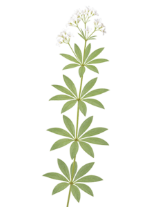 Marinka voňavá