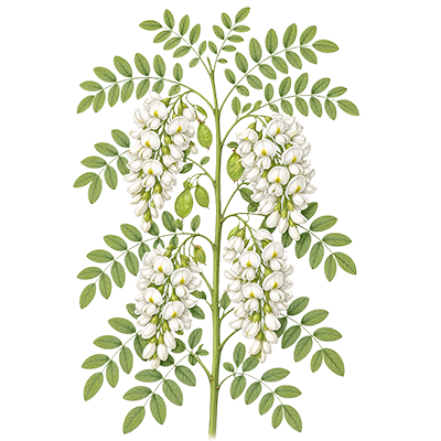 Agát biely – Robinia pseudoacacia