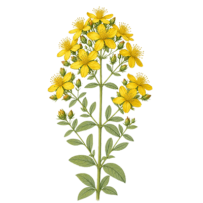 Ľubovník bodkovaný – Hypericum perforatum
