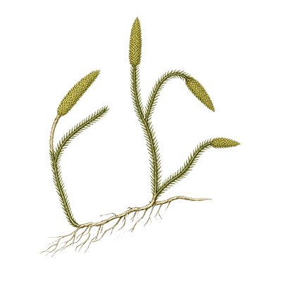 Plavúň obyčajný – Lycopodium clavatum
